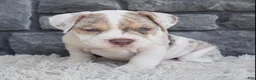 Beabull dogs for sale: Bailey  - Ad 6