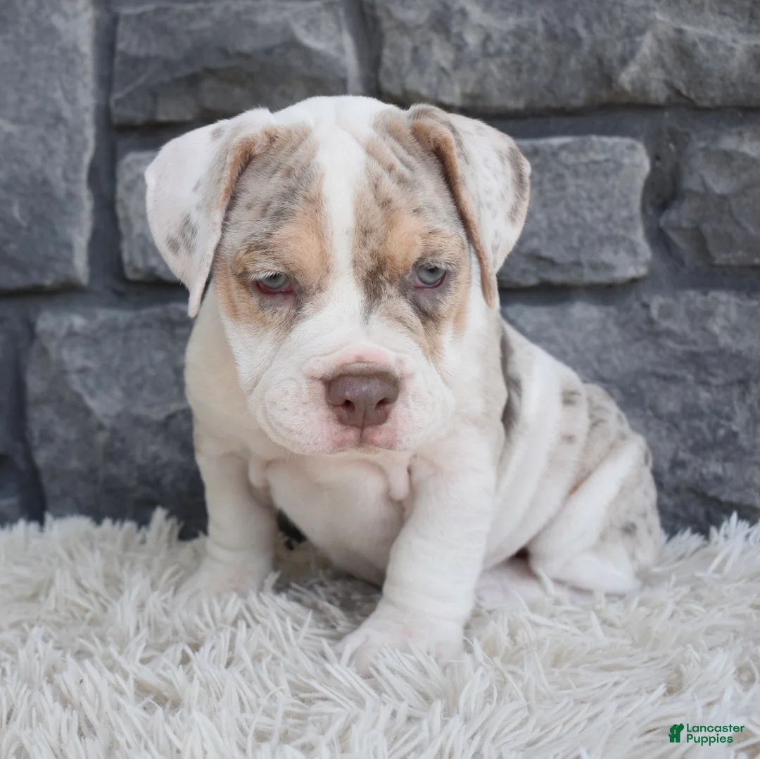 Beabull dogs for sale: Bailey  - Ad 6