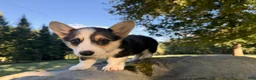 Welsh Corgi Pembroke dogs for sale: Annie - Ad 10