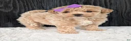 Bichpoo dogs for sale: Poppy - Ad 7