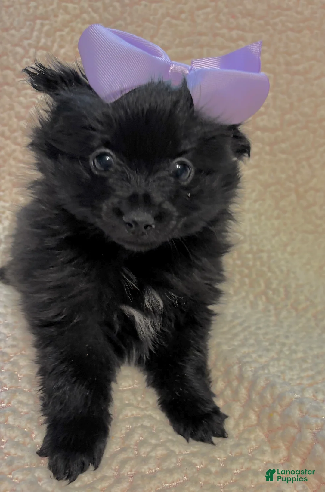 Pomeranian dogs for sale: Pomeranian Puppy 1 - Ad 3