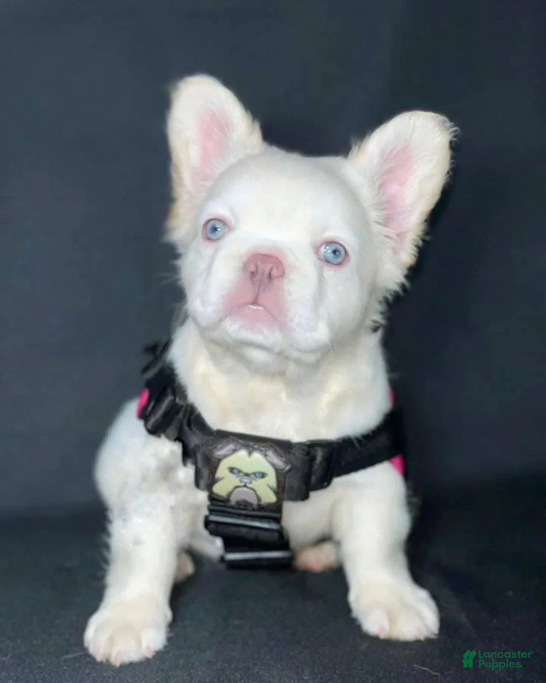 French Bulldog dogs for sale: Annie - Ad 2