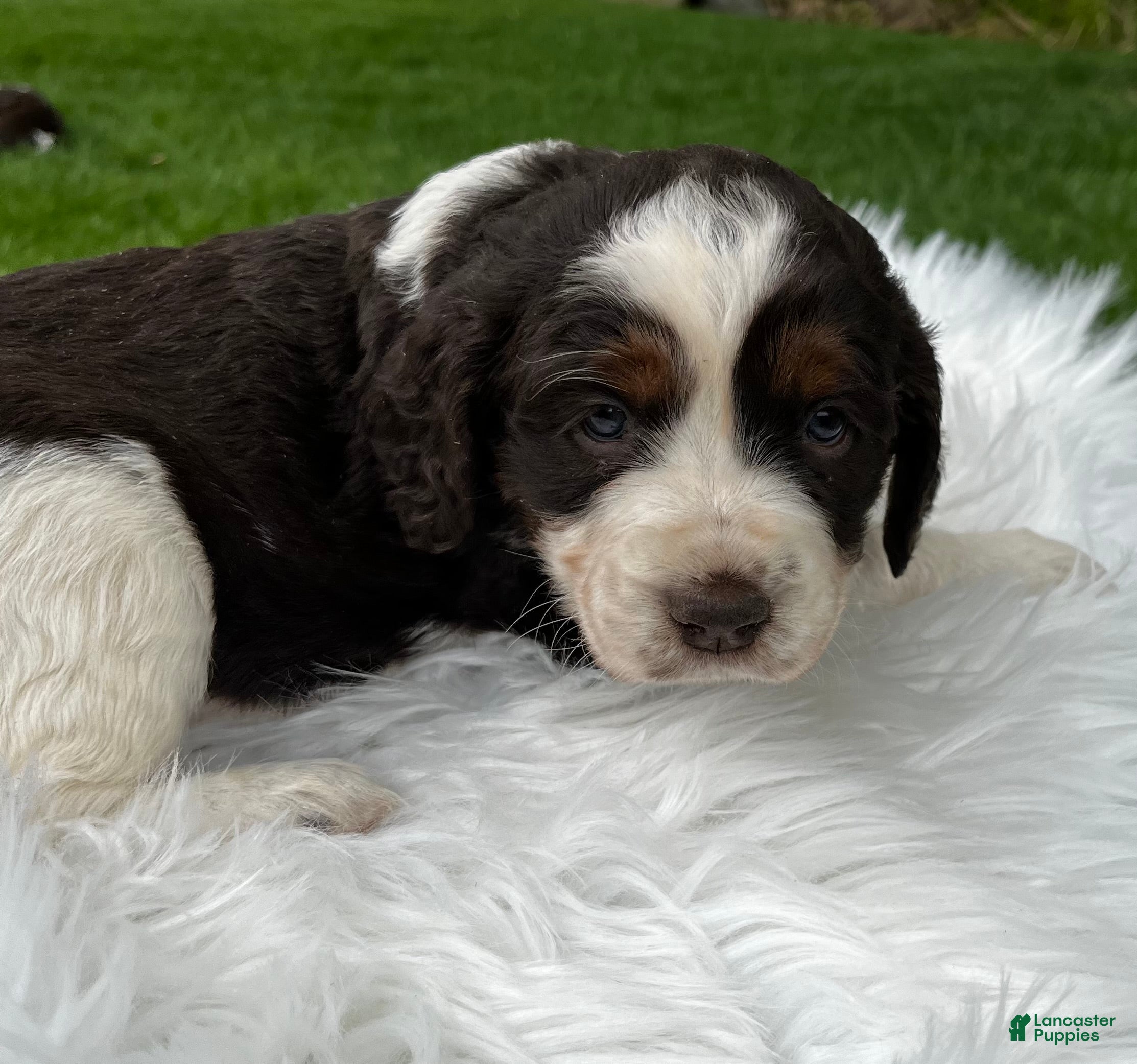 English Springer Spaniel dogs Poppy - Ad 1
