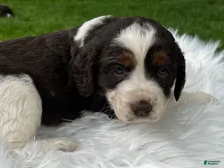 English Springer Spaniel dogs for sale: Poppy - Ad 1