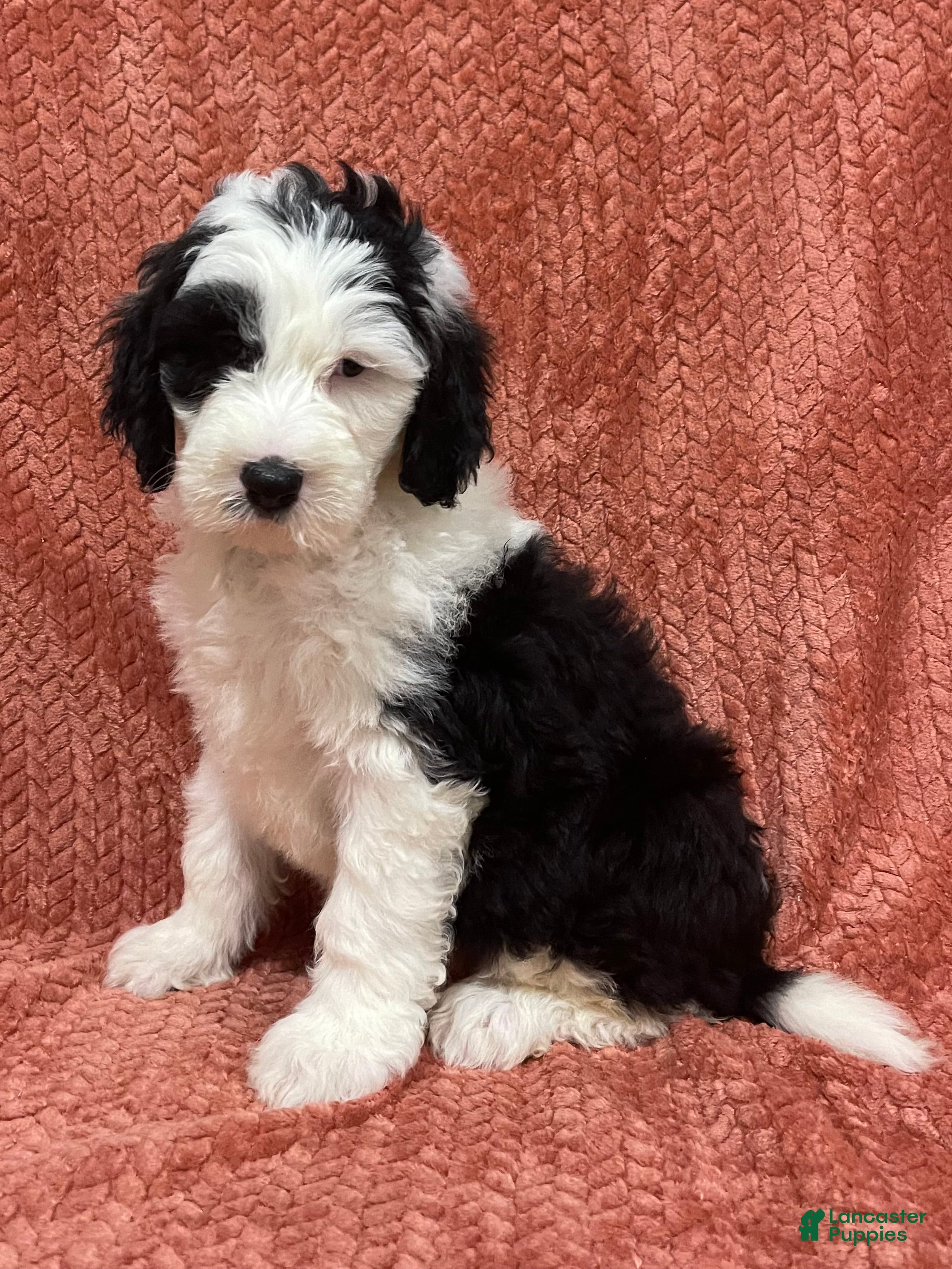 Sheepadoodle dogs Mercy - Ad 2