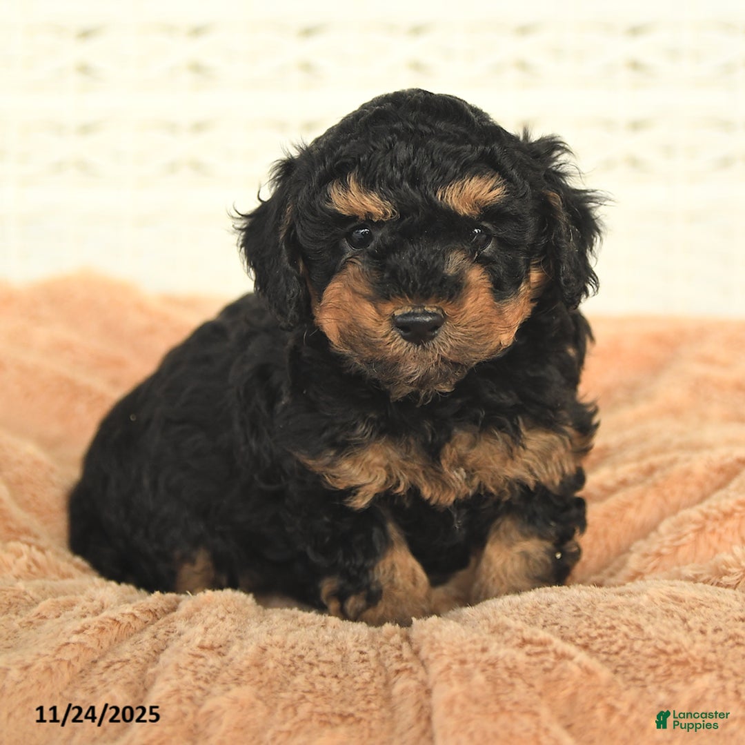 Miniature Poodle dogs for sale: Nico - Ad 2