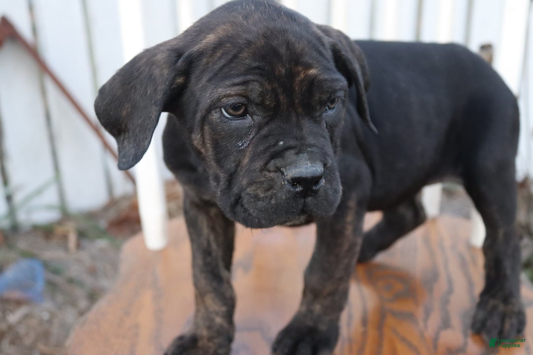 Cane Corso dogs for sale: Brenda - Ad 6