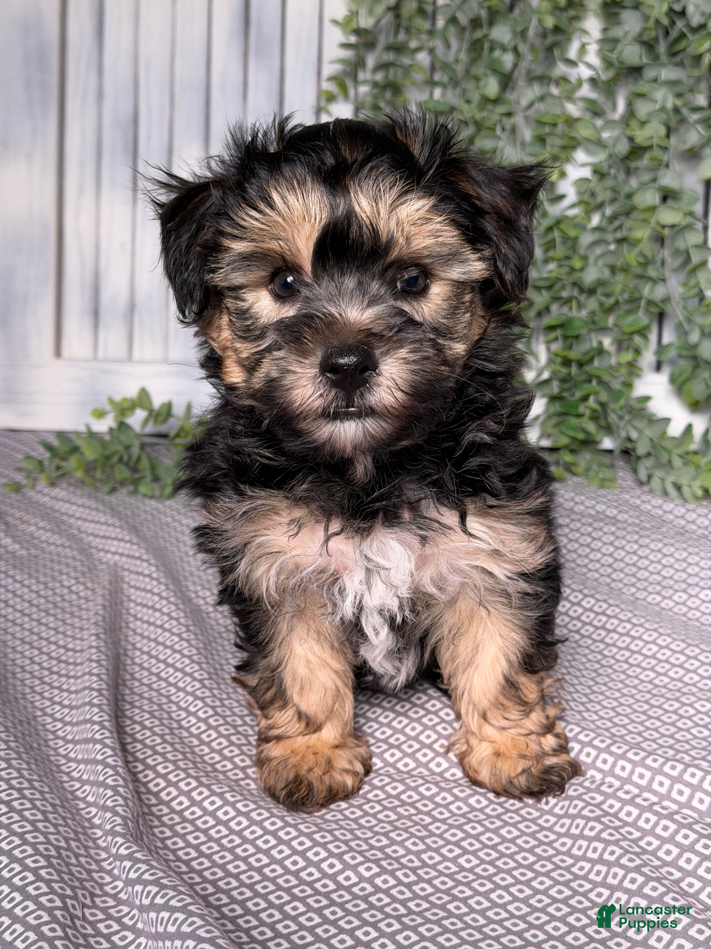 Yochon dogs Tyler - Ad 1