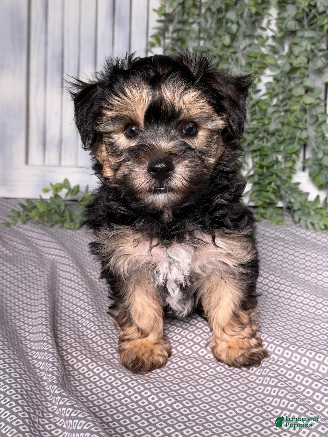 Yochon dogs for sale: Tyler - Ad 1