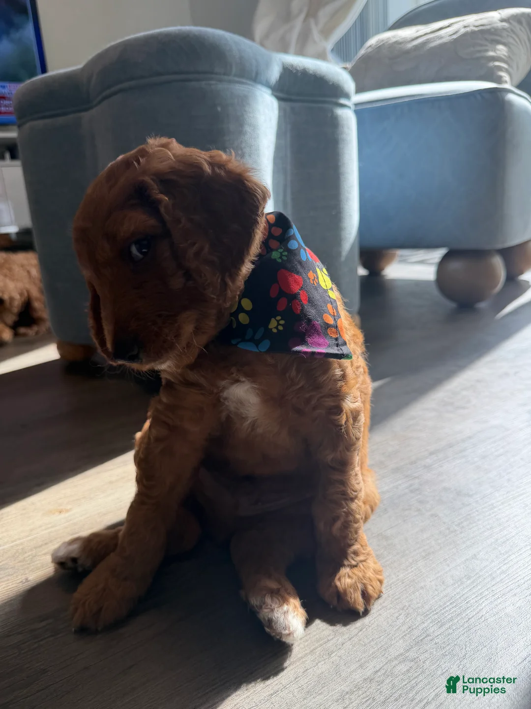 Goldendoodle dogs for sale: Rex - Ad 2