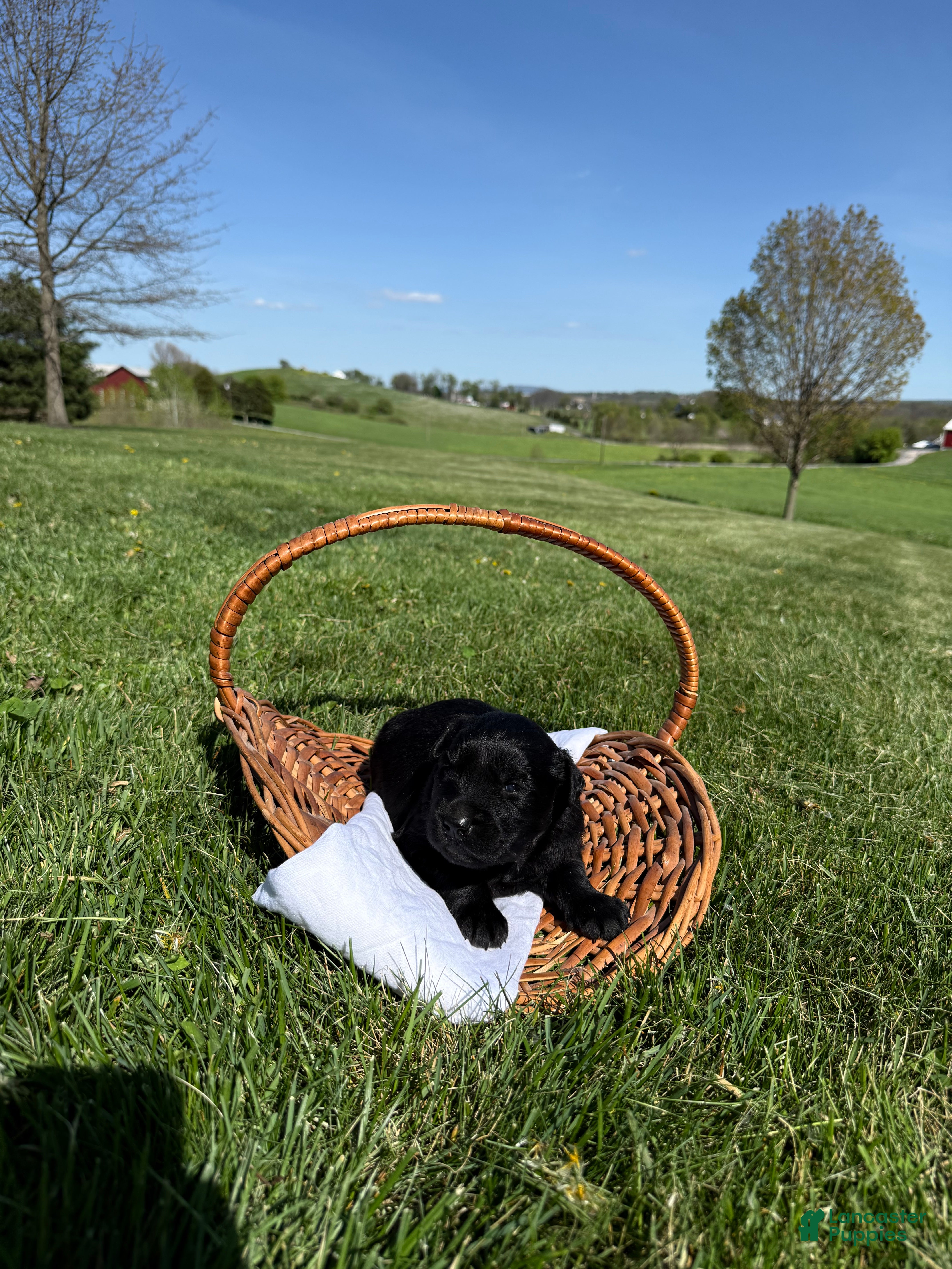 Golden Shepherd dogs Mia - Ad 1