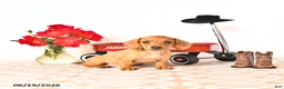 Miniature Dachshund dogs for sale: Shanda - Ad 1