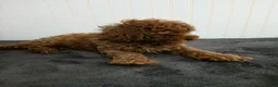 Toy Poodle dogs for sale: Tiger - Ad 9