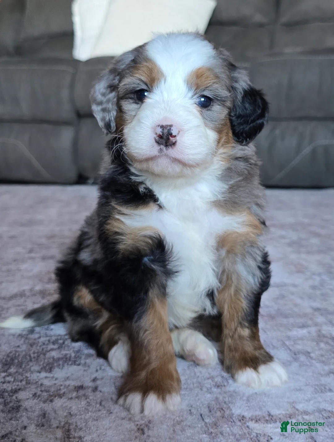 Mini Bernedoodle dogs for sale: Mini Chloe - Ad 2