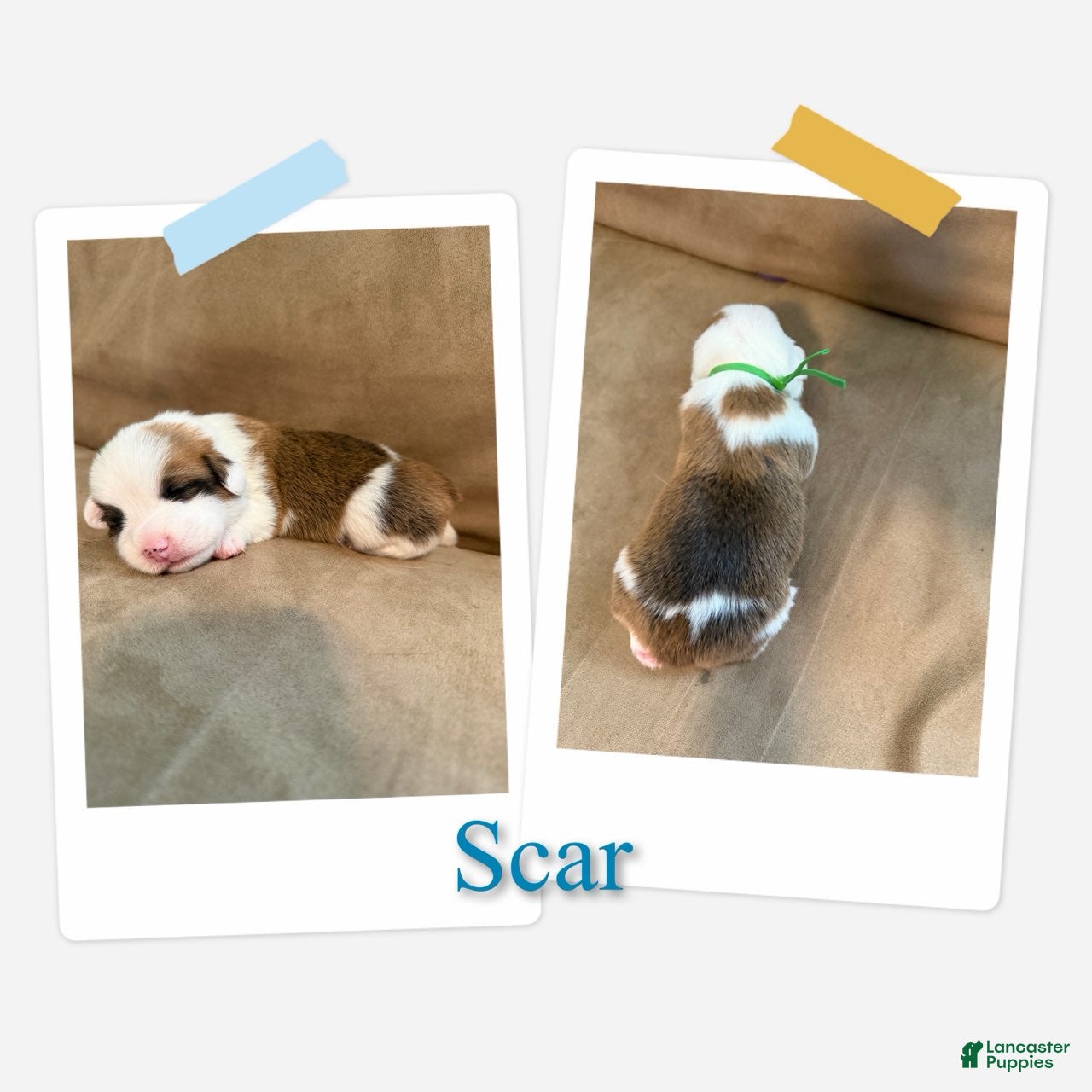 Scar