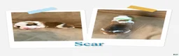 Welsh Corgi Pembroke dogs for sale: Scar - Ad 1