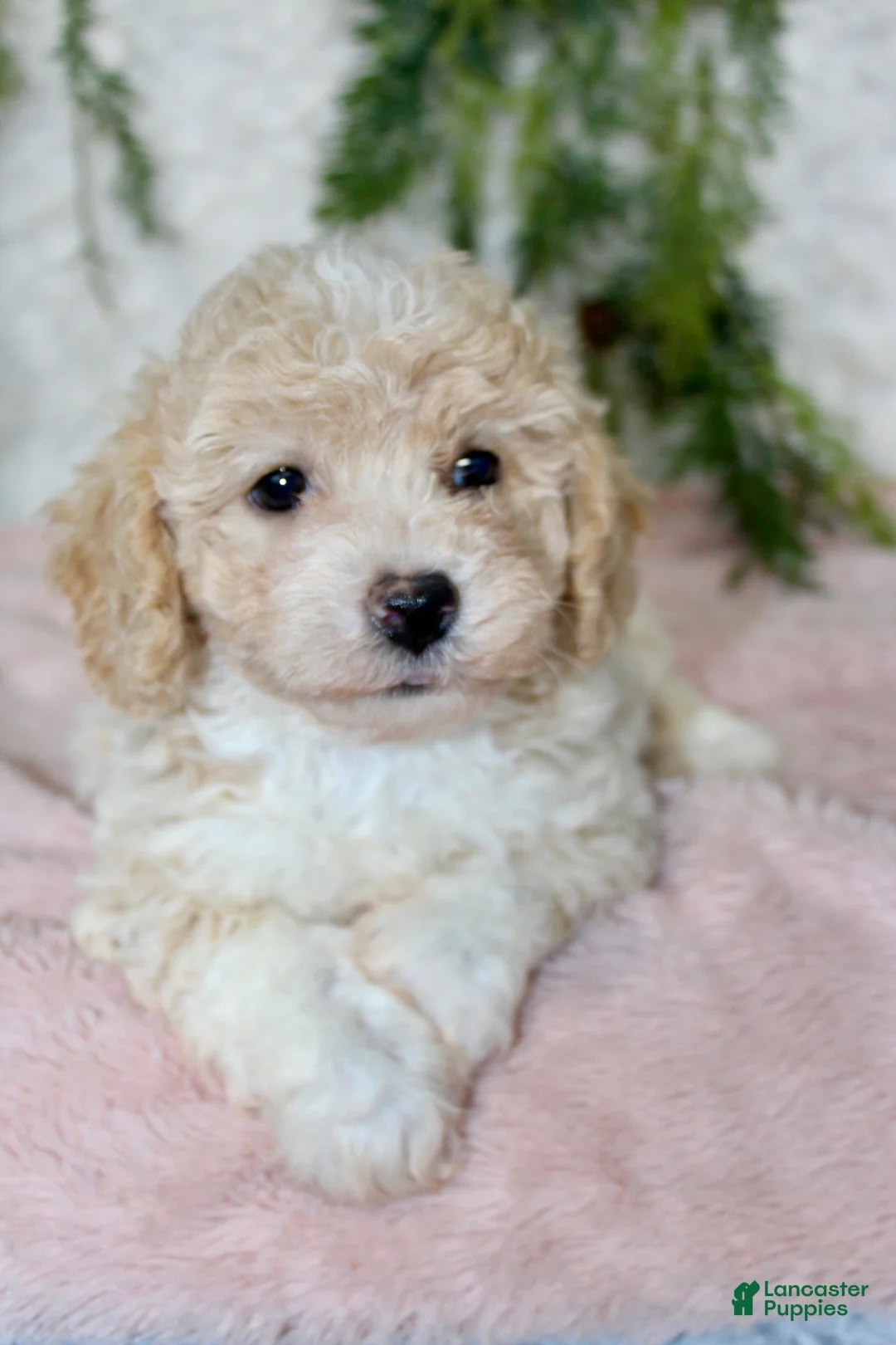 Bichpoo dogs for sale: Bichpoo 5 - Ad 3