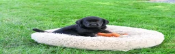 Labrador Retriever dogs for sale: Mario - Ad 5