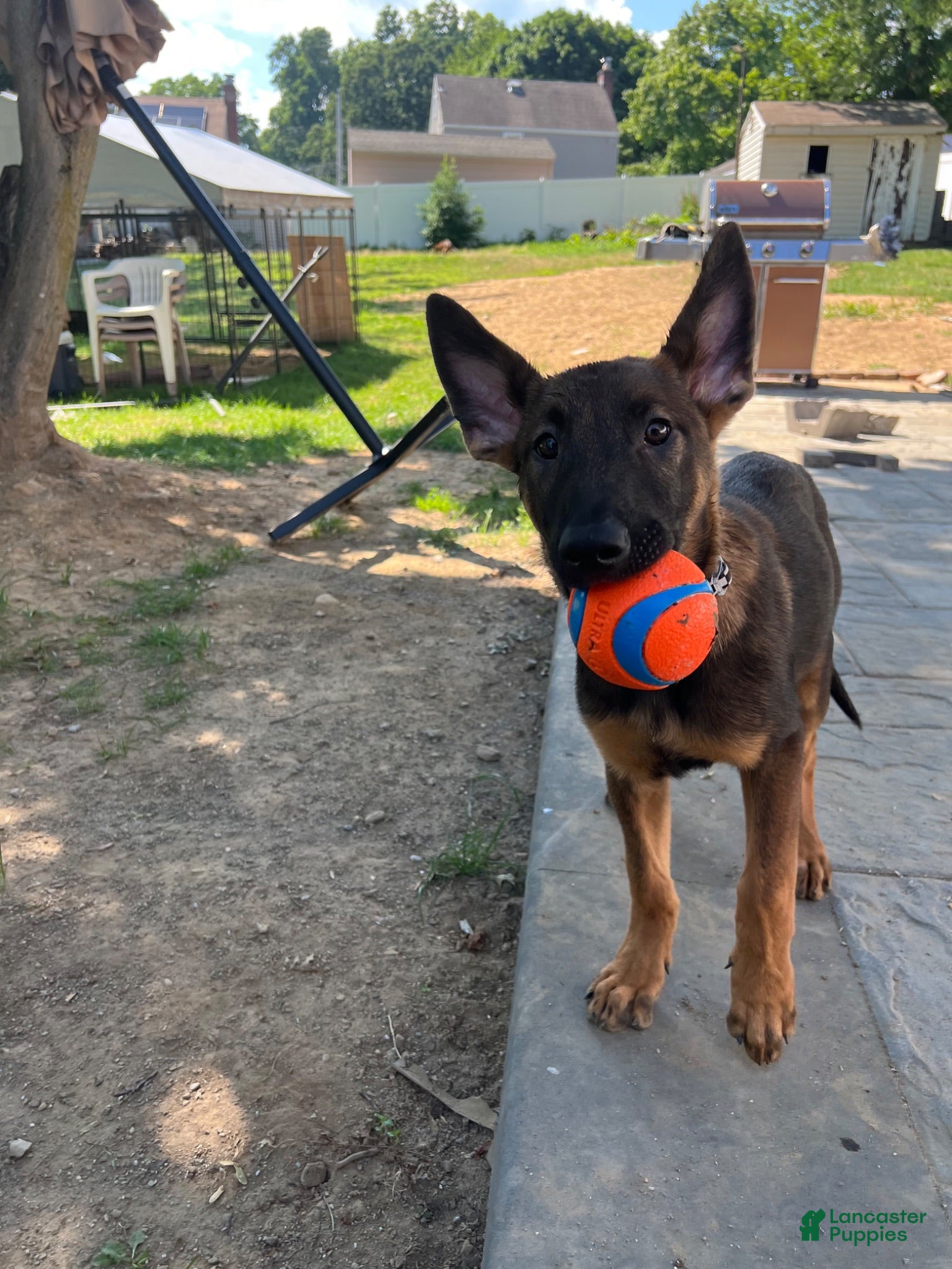Belgian Malinois dogs Belgian Malinois 2 - Ad 9