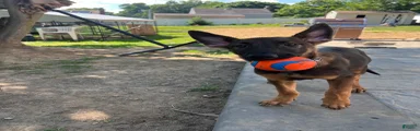 Belgian Malinois 2