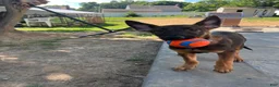 Belgian Malinois dogs for sale: Belgian Malinois 2 - Ad 1