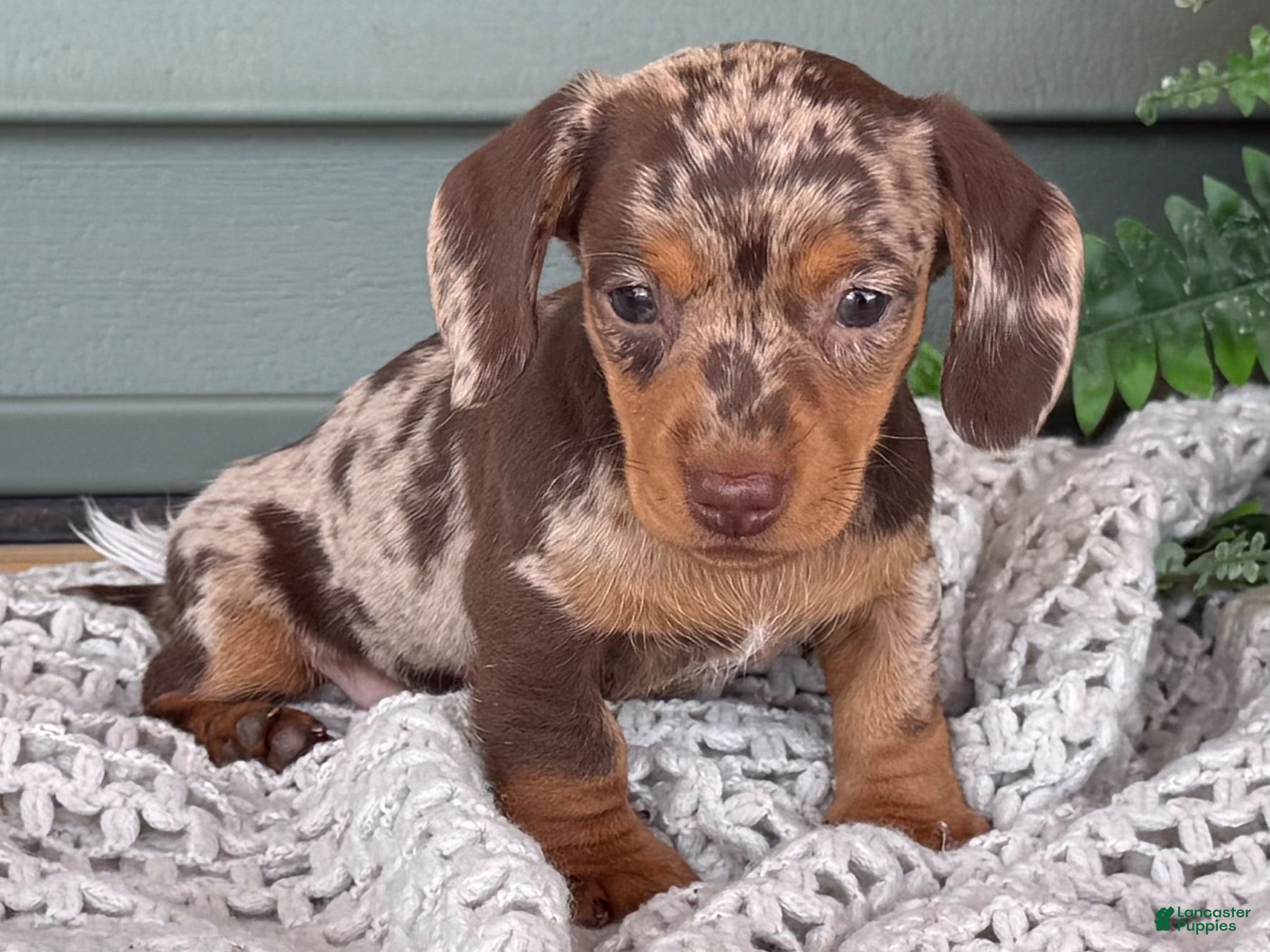 Miniature Dachshund dogs 1800 - Ad 1