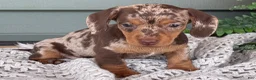 Miniature Dachshund dogs for sale: 1800 - Ad 1
