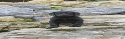 Labrador Retriever dogs for sale: Sally Labrador Retriever  - Ad 16