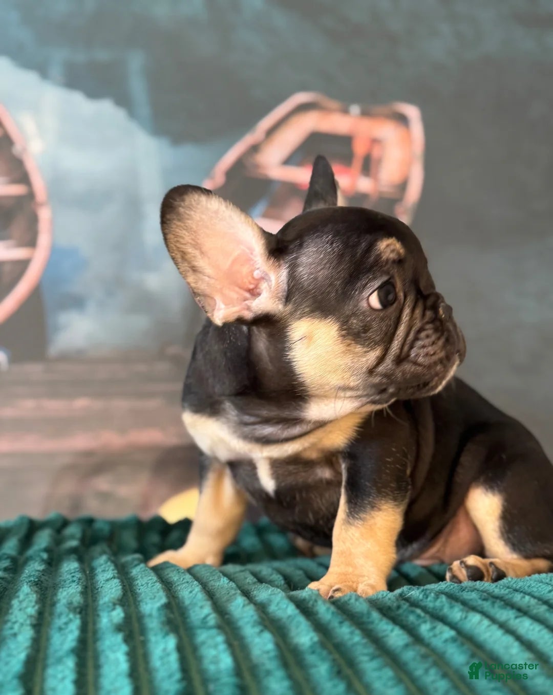 French Bulldog dogs Daisy - Ad 21