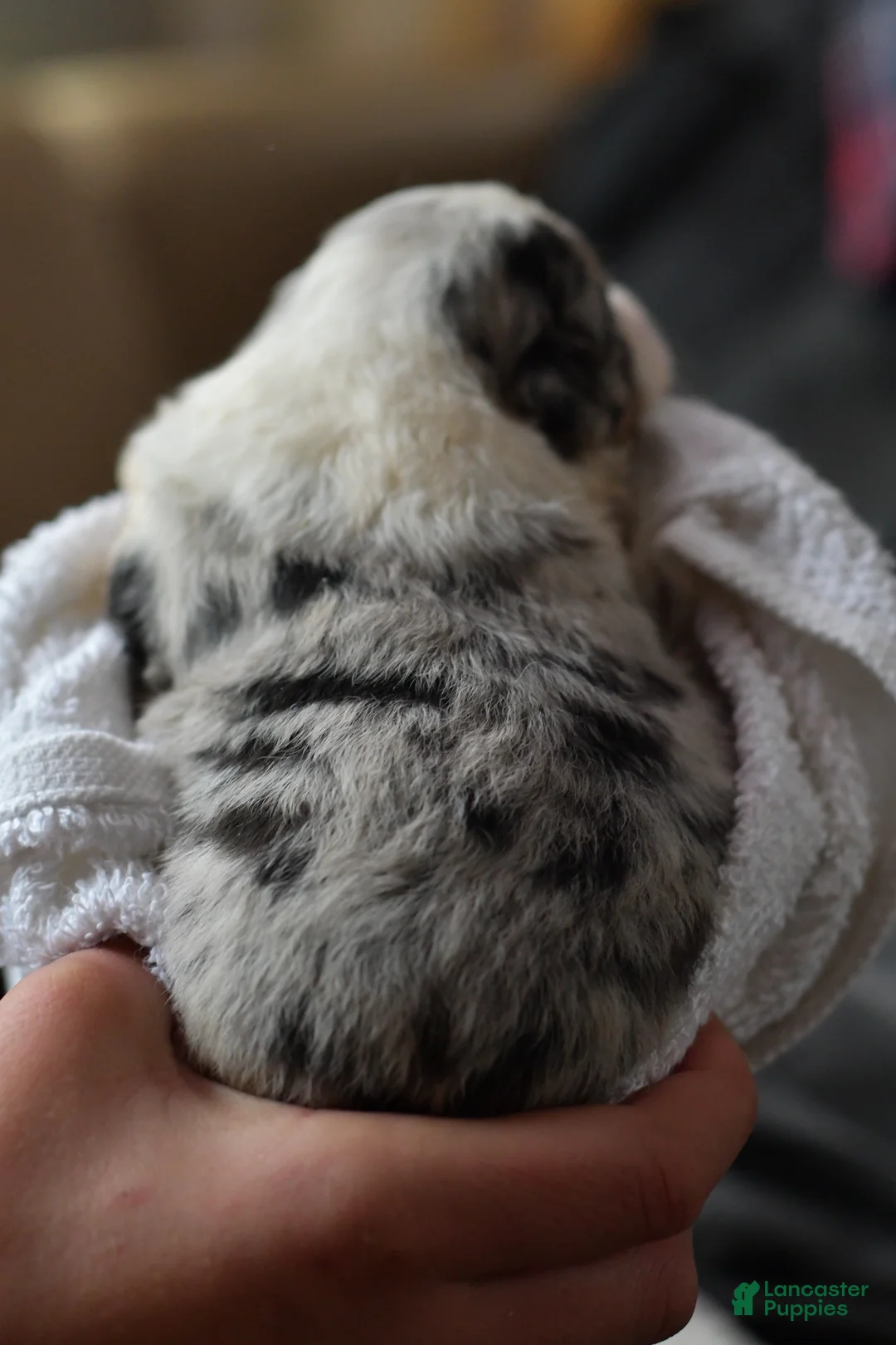 Mini Aussiedoodle dogs for sale: Rory - Ad 25