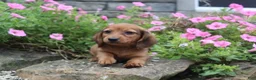 Miniature Dachshund dogs for sale: Zane - Ad 5