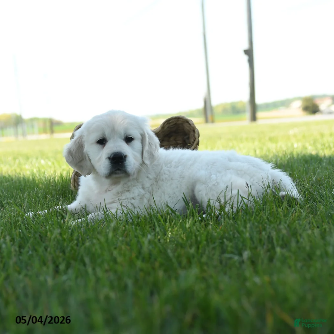 Golden Retriever dogs for sale: Lori - Ad 2