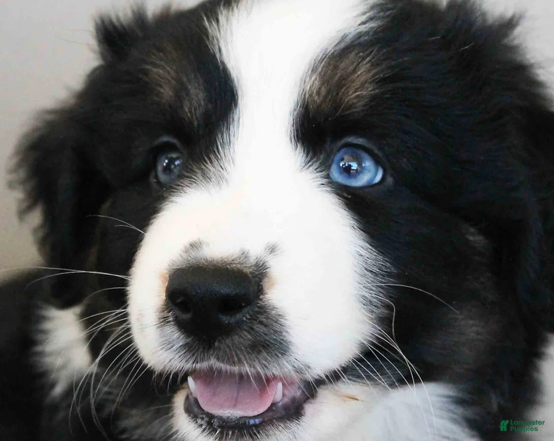 Australian Shepherd dogs for sale: Blair Blue Eyes - Ad 4