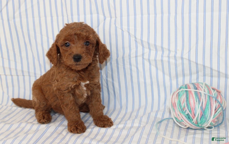 Mini Goldendoodle dogs Mel - Ad 1