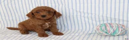 Mini Goldendoodle dogs for sale: Mel - Ad 1