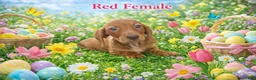 Miniature Dachshund dogs for sale: Miniature Dachshund Puppy 5 - Ad 1