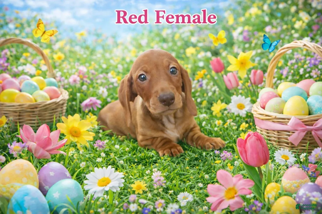 Miniature Dachshund dogs for sale: Miniature Dachshund Puppy 5 - Ad 1