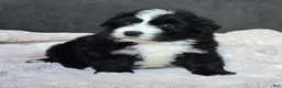 Mini Bernedoodle dogs for sale: Mini Wilson - Ad 10