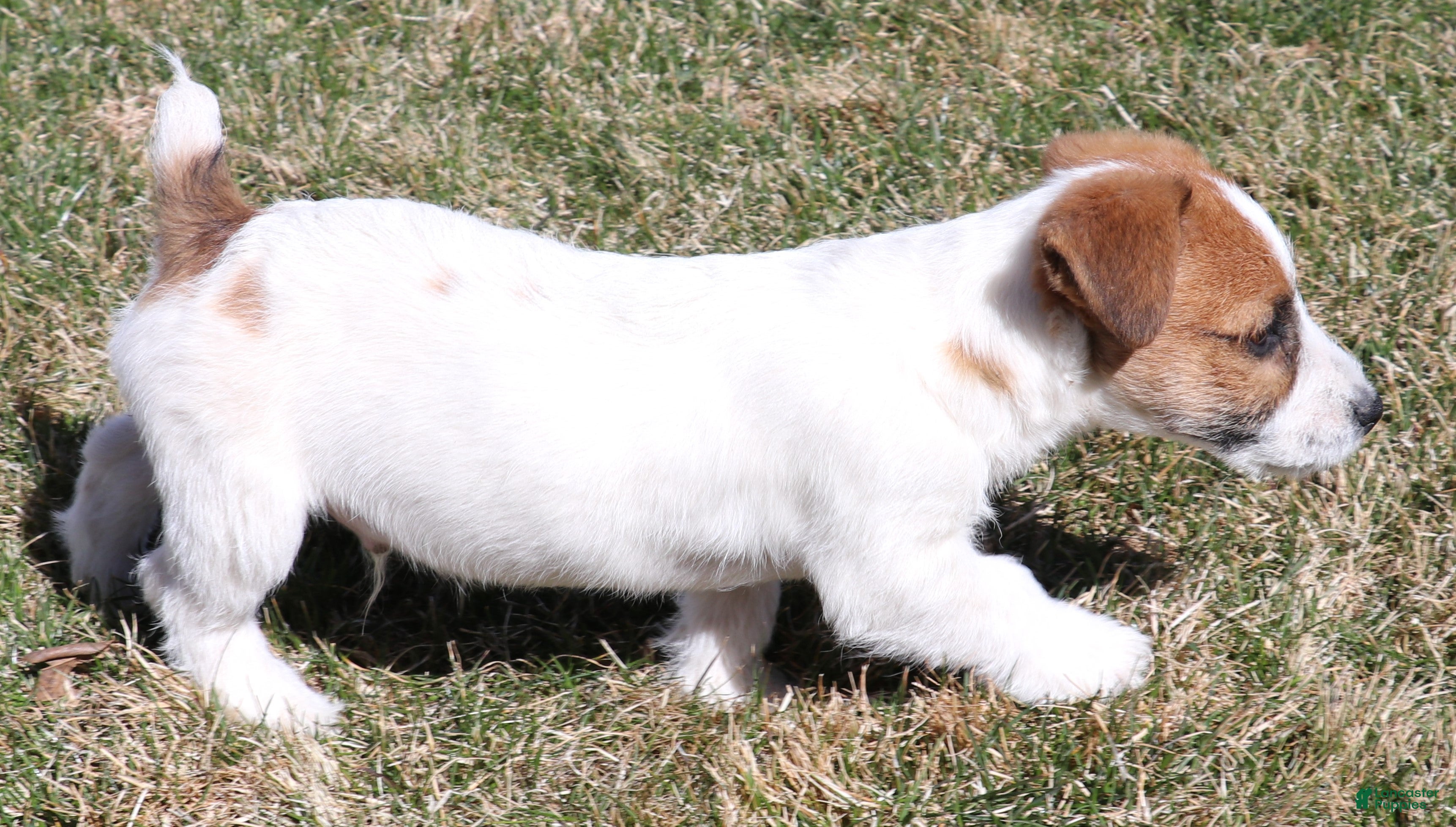 Jack Russell Terrier dogs Wayne Shorty male with red head - Ad 2