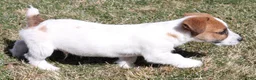 Jack Russell Terrier dogs for sale: Wayne Shorty male with red head - Ad 1