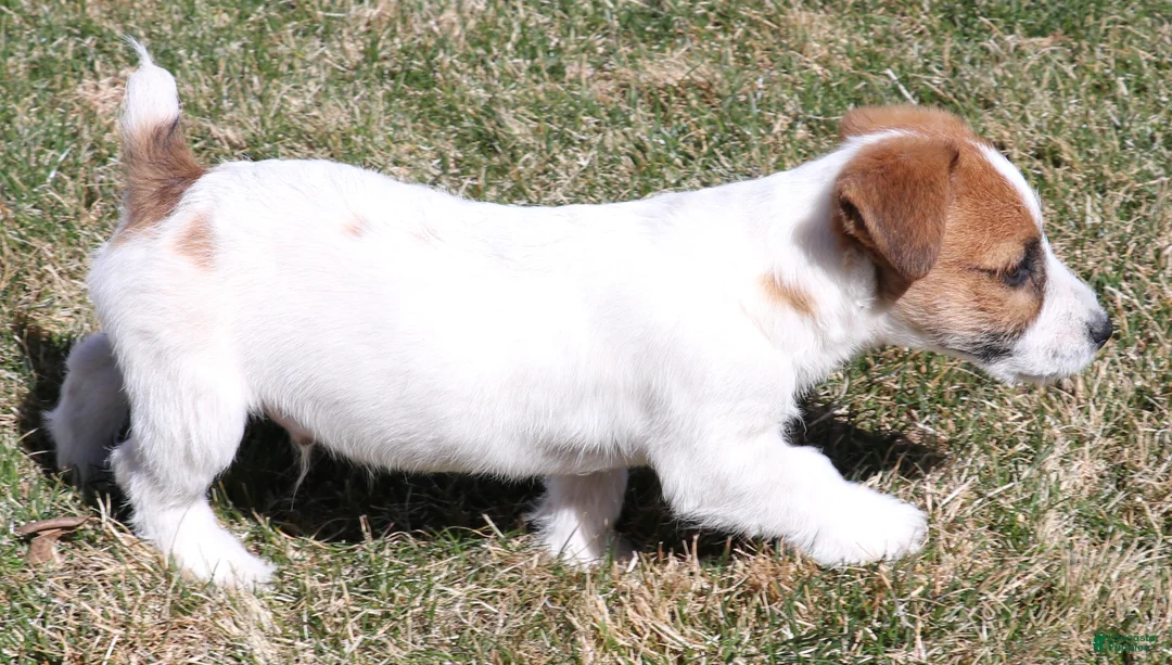 Jack Russell Terrier dogs for sale: Wayne Shorty male with red head - Ad 1