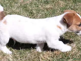 Jack Russell Terrier dogs Wayne Shorty male with red head - Ad 2