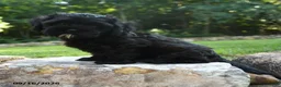 Shihpoo dogs for sale: Asher - Ad 3