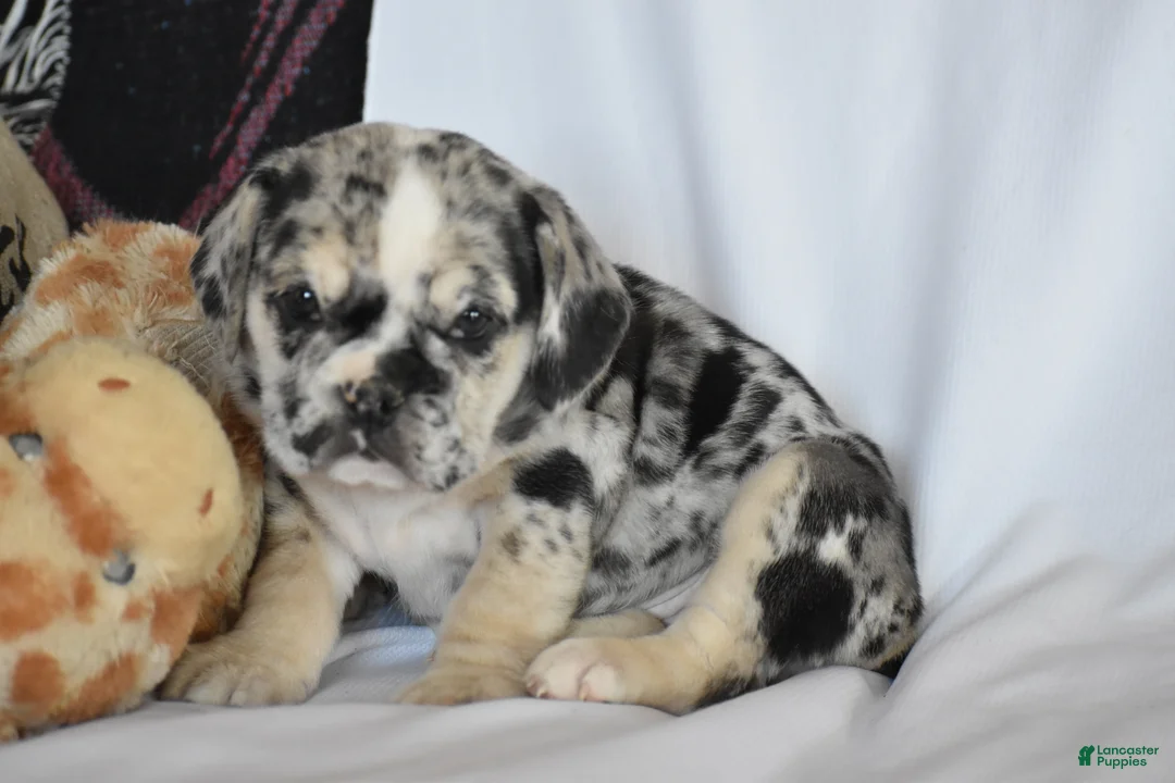 Beabull dogs for sale: Destiny - Ad 8