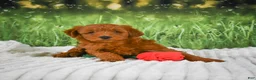 Mini Goldendoodle dogs for sale: Teddy - Ad 3
