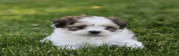 Teddy Bear dogs for sale: Dallas Teddy Bear Puppy  - Ad 3