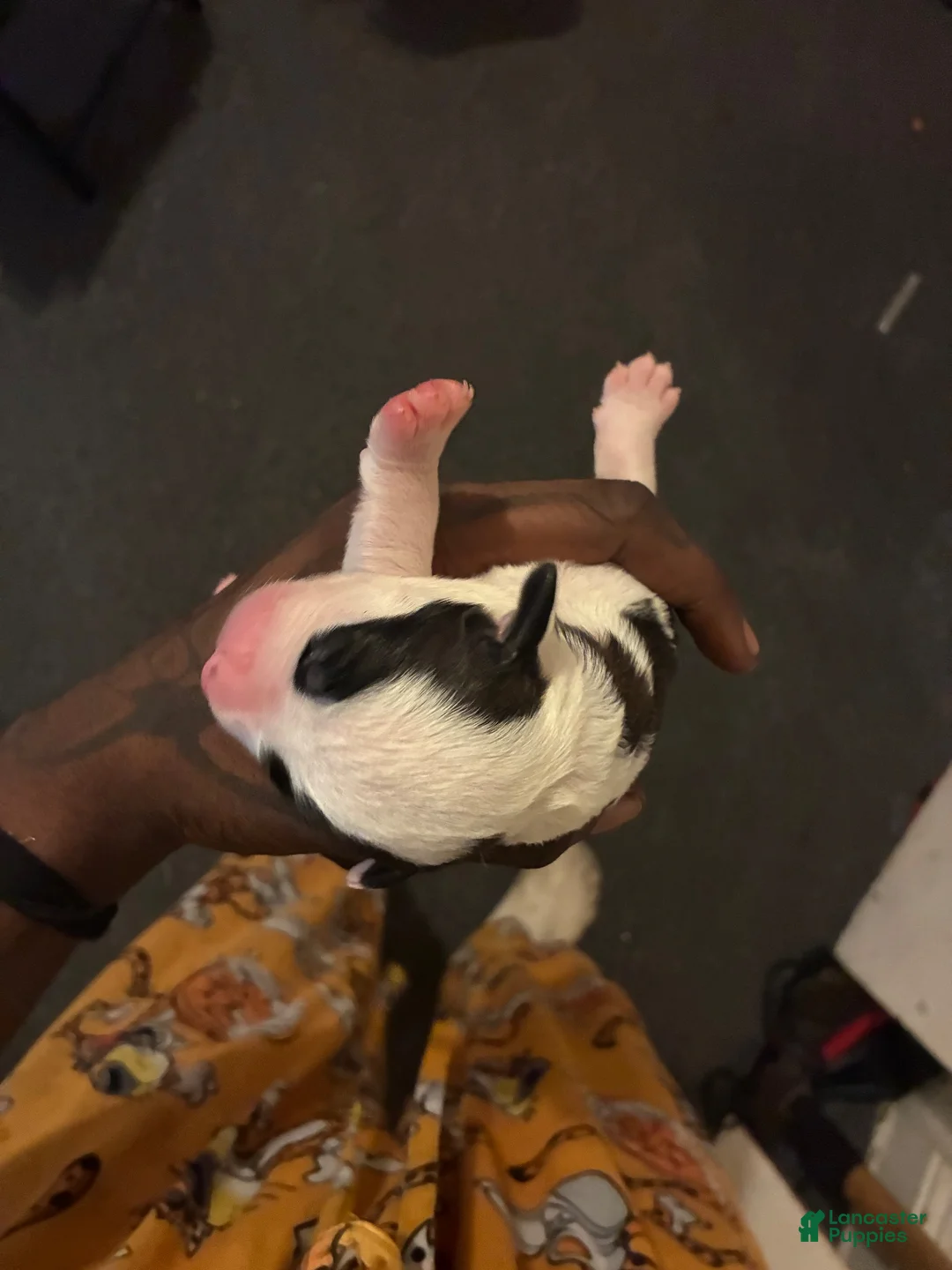 Mixed Breed dogs for sale: Mixed Breed 6 - Ad 4