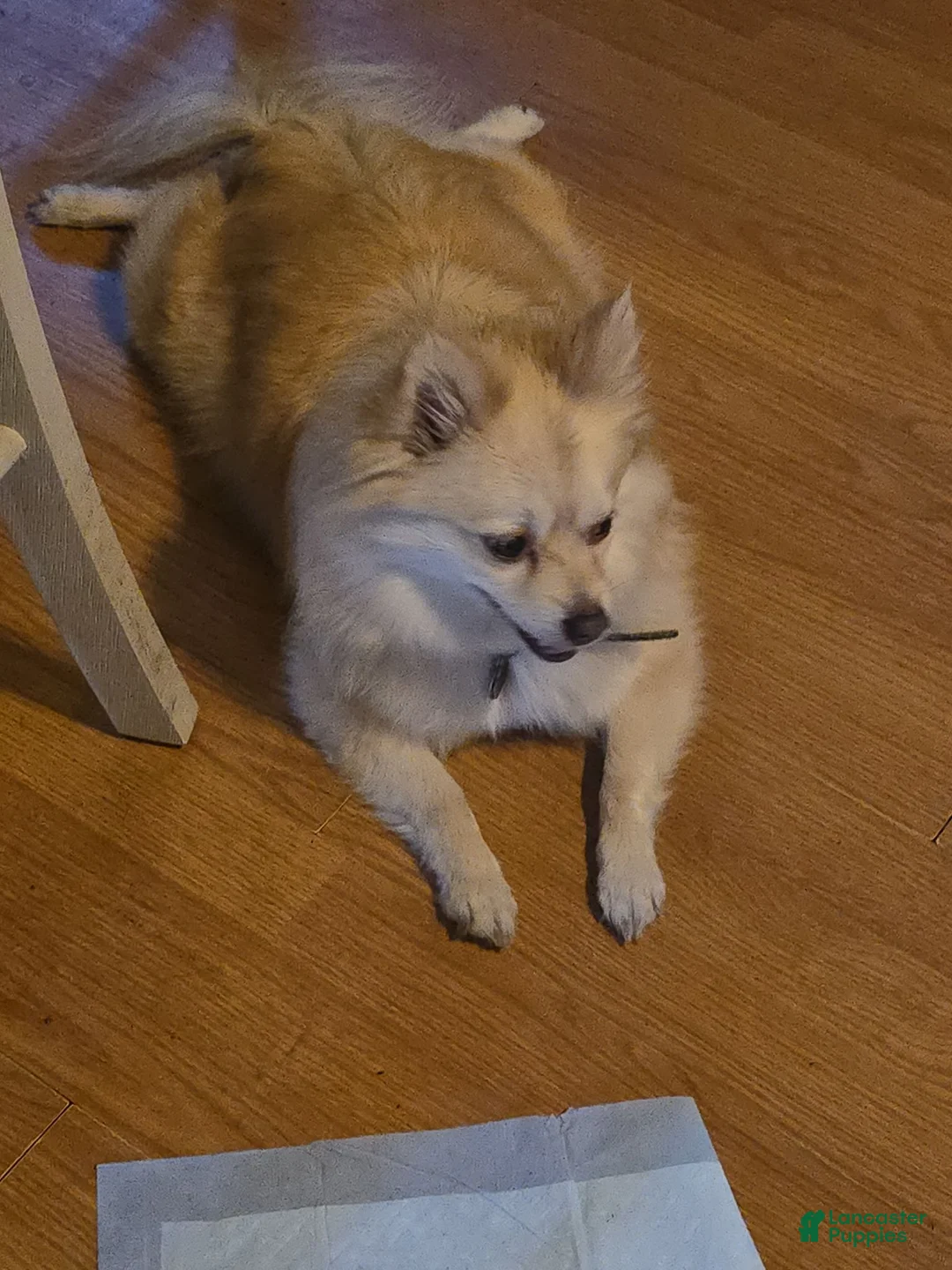 Pomeranian dogs for sale: Doc  - Ad 2
