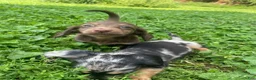 Miniature Dachshund dogs for sale: Scarlet  - Ad 1