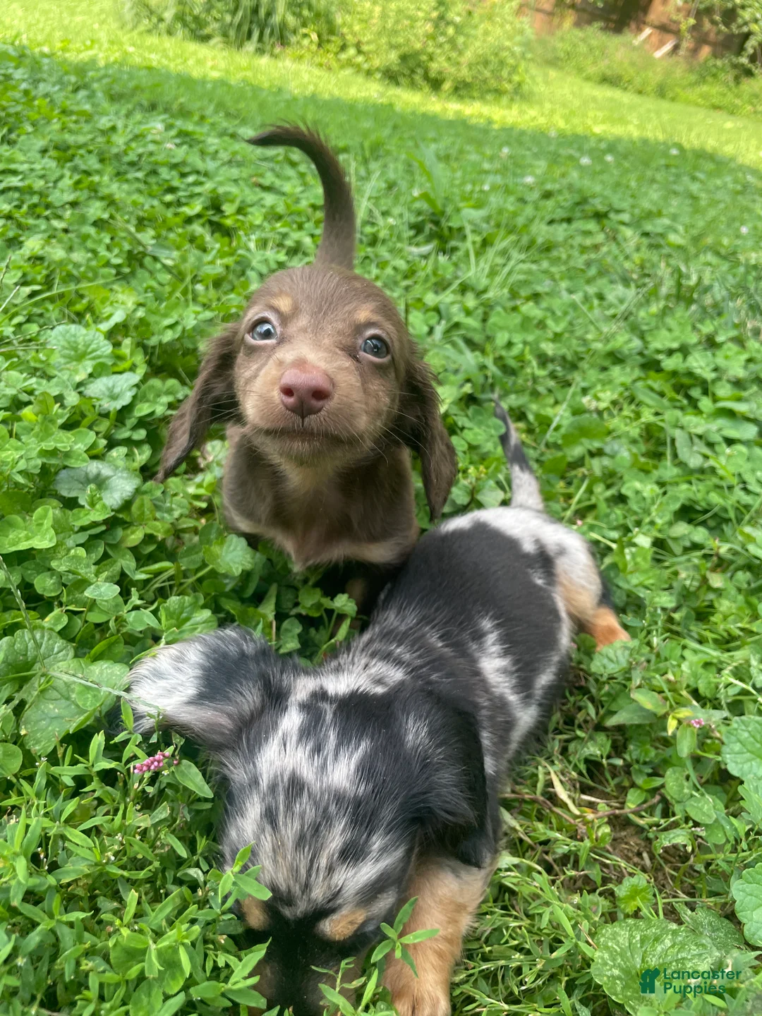 Miniature Dachshund dogs for sale: Scarlet  - Ad 1